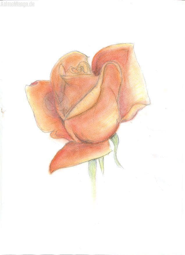 Rose <<<sehr einfallsreich^^