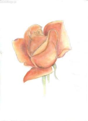 Rose <<<sehr einfallsreich^^