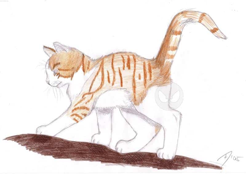 katze auf einem baum