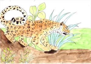 leopard