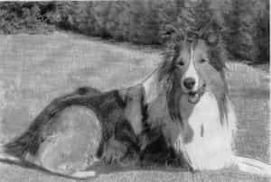 Rico (mein Hundi *knuddel*)