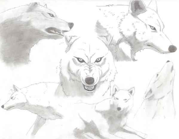 Kiba (die nächste collage XD)