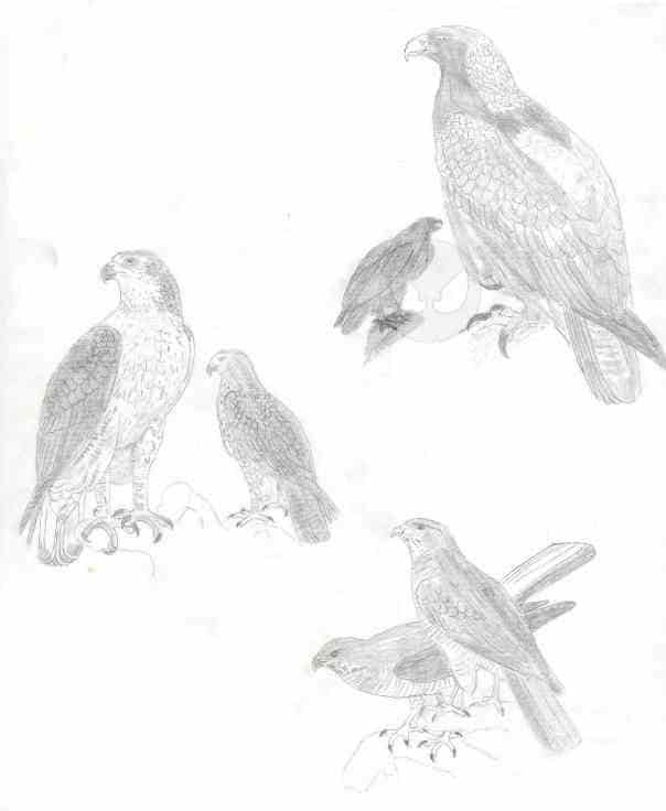 Falken.. collage die 3. <_<"