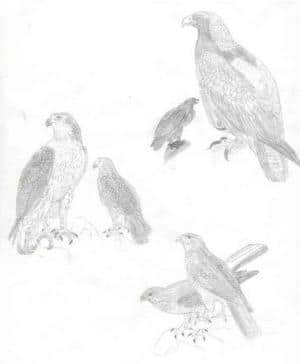 Falken.. collage die 3. <_<"