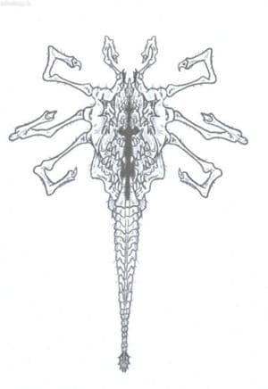 Facehugger vs. Octalus
