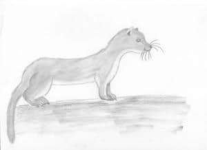 ein marder (oder wiesel?)
