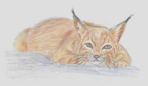Luchs