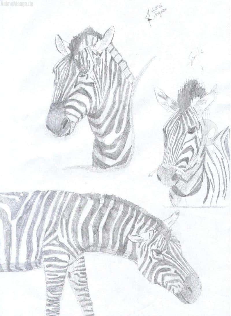 Zebras