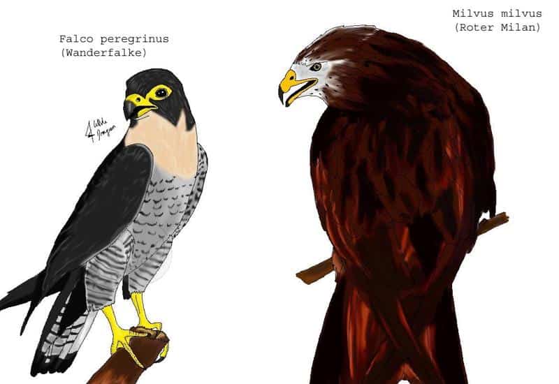 Wanderfalke und Roter Milan