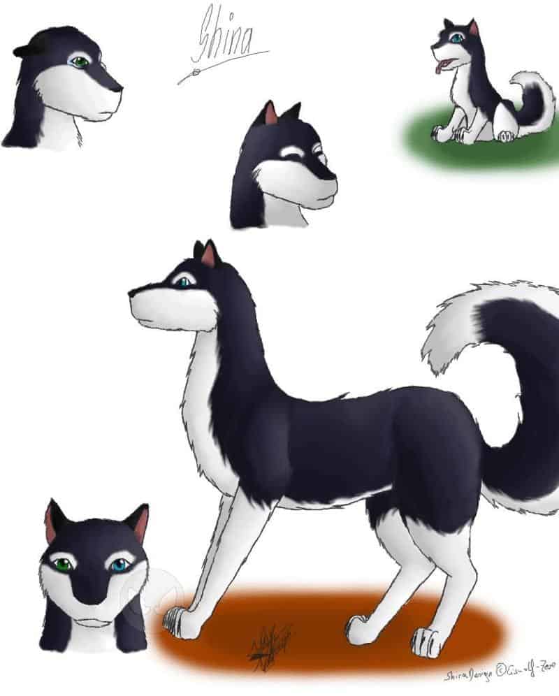 Shina, der Husky