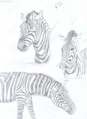 Zebras
