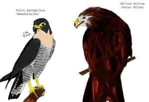 Wanderfalke und Roter Milan