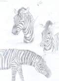 Zebras