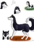 Shina, der Husky