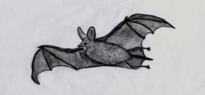 Fledermaus oder doch eher Rüdiger von Schlotterstein...?