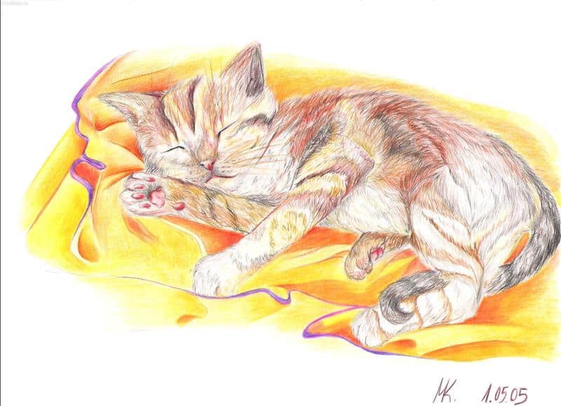 kleines Kätzchen ^^