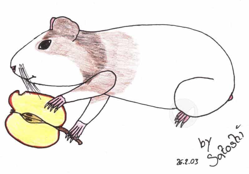 Meerschweinchen Madona ^^