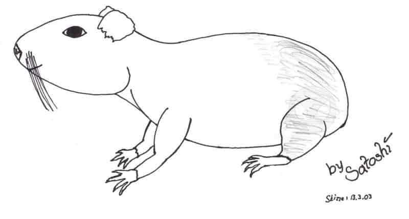 Meerschweinchen Part 2