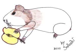 Meerschweinchen Madona ^^