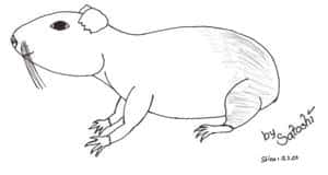 Meerschweinchen Part 2