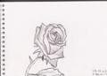 Rose 2