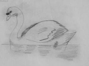 Schwan ..