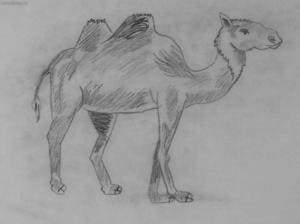 Kamel ..
