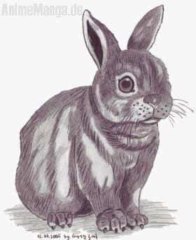 Kaninchen - für julein