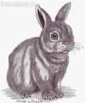 Kaninchen - für julein