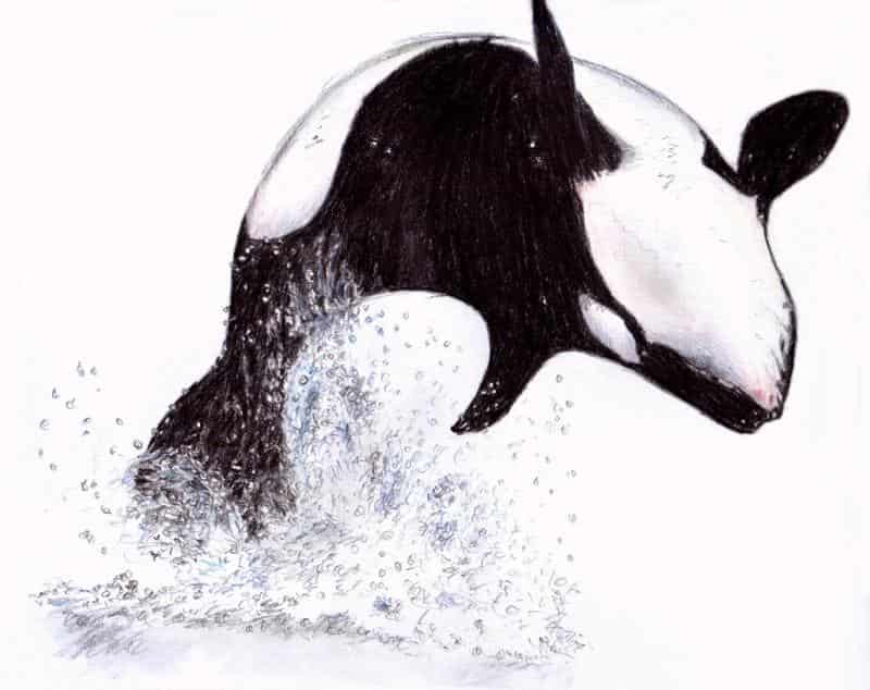 Orca