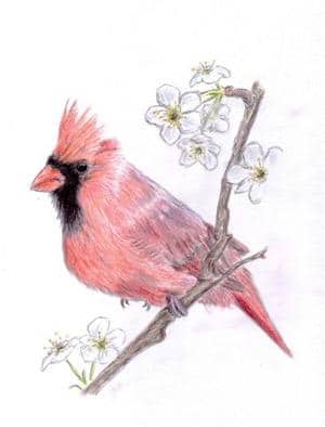 Bird in Red
