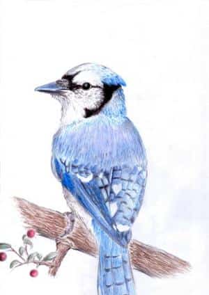Bird in Blue