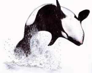 Orca