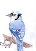 Bird in Blue