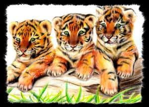 tigerbabies