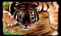 Sleeping Tiger