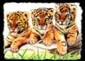 tigerbabies