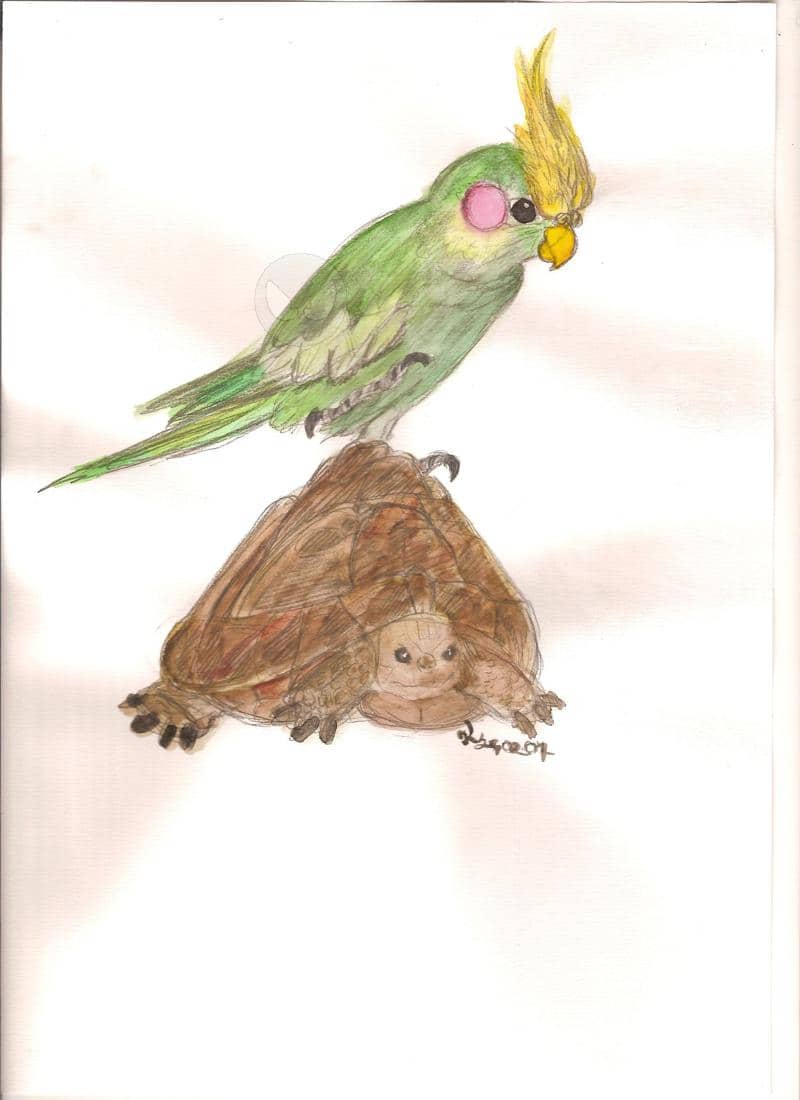 Vogel&Schildkröte
