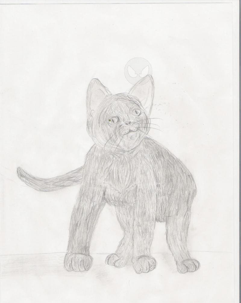 katze für bewerbung