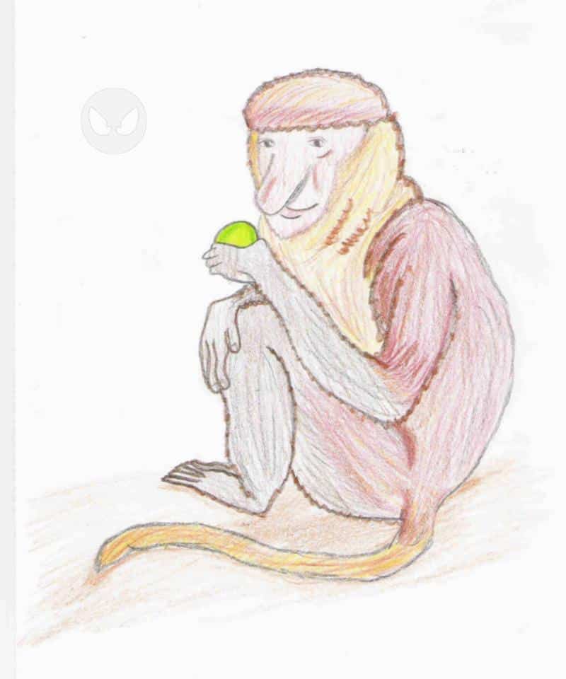 nasenaffe für bewerbung