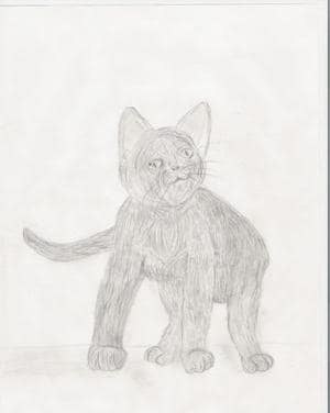 katze für bewerbung