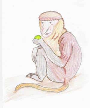 nasenaffe für bewerbung