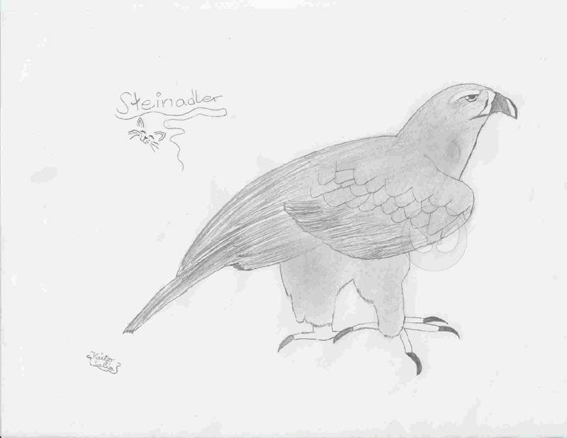 Steinadler(verbessert)