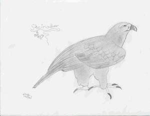 Steinadler(verbessert)