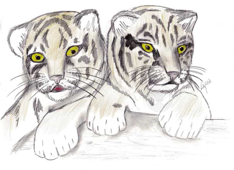 Tigerbabys