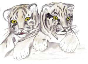 Tigerbabys