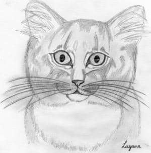 Dickes Fettes Katze xD