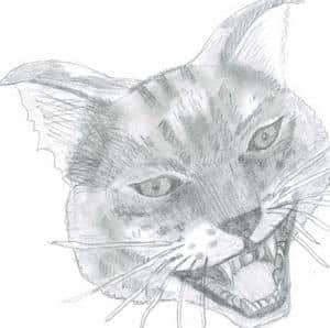 ~Fauchende Wildkatze~