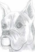 ~Boxer~