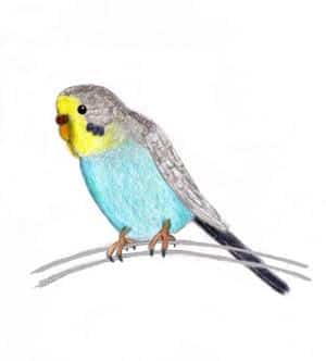 mein Wellensittich JoJo...